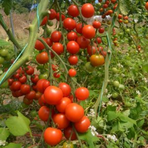 Tomato Gardener's Delight