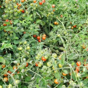 Tomato Koralik