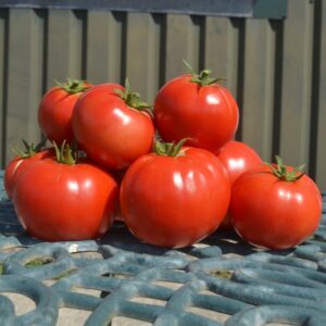 Tomato Saint Pierre