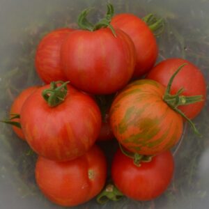 Tomato Tigerella