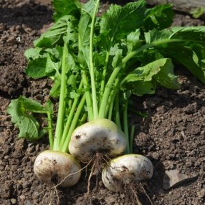 Turnip Flat White May