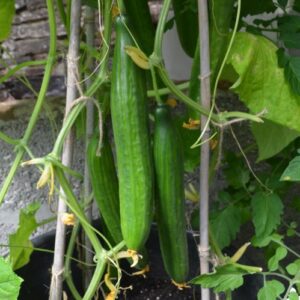 Cucumber Tyria