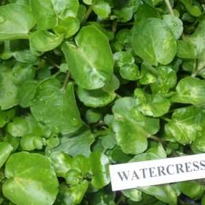 Watercress