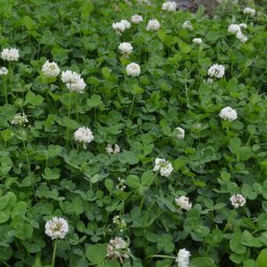 White Clover