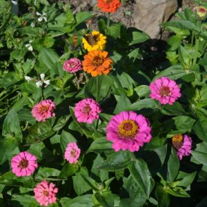 Zinnia Dwarf Mix