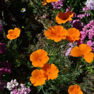 eschscholzia