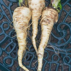 parsnip tender and true