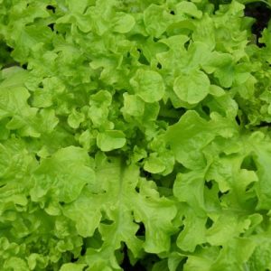 salad bowl web