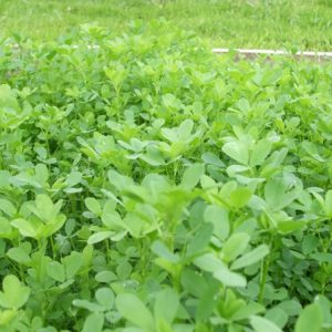 Alfalfa