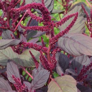 Amaranthus Tricolour
