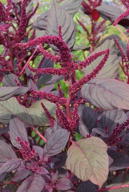Amaranthus Tricolour