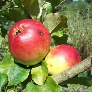 Apple Annie Elizabeth