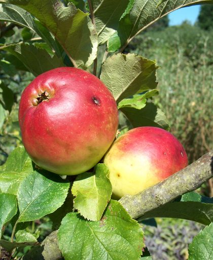 Apple Annie Elizabeth