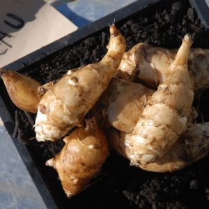 Artichoke Fuseau