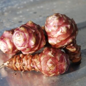 JERUSALEM ARTICHOKES