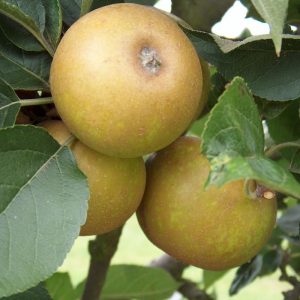 Apple Ashmead's Kernel