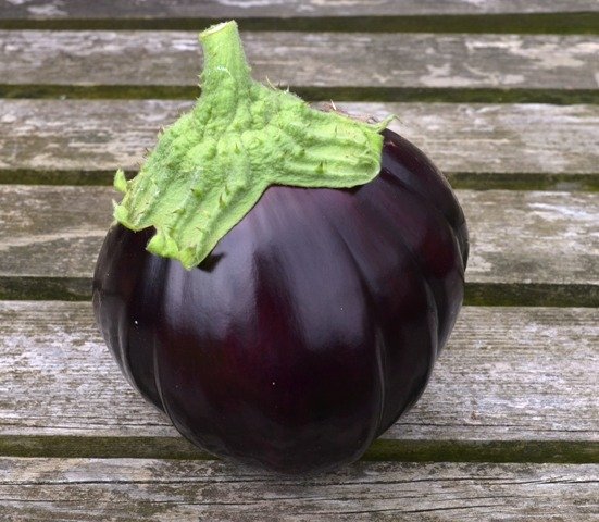 Aubergine Black Beauty
