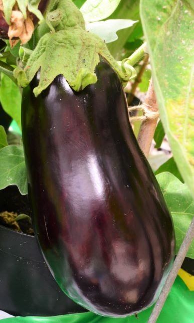 Aubergine Black Pearl F1