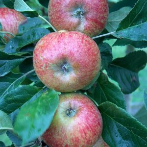 Apple Beauty of Bath