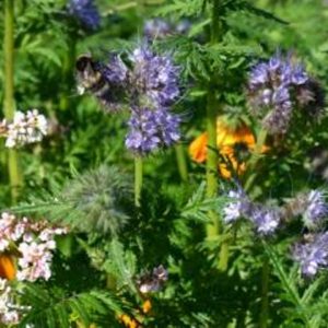 Bee Mix