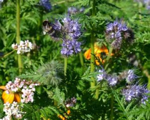 Bee Mix