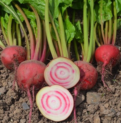 Beetroot Barbietola Di Chioggia