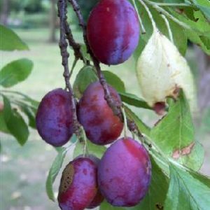 Plum Blaisdon Red