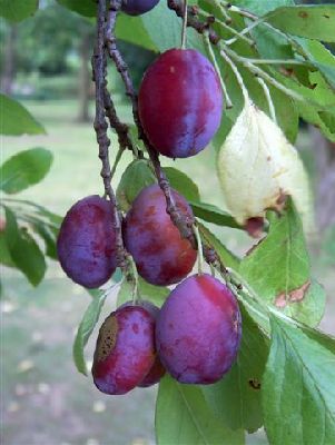 Plum Blaisdon Red