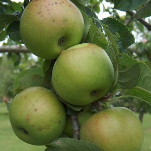 Apple Blenheim Orange