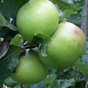 CULINARY APPLE TREES