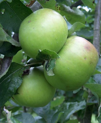 Apple Bramley20
