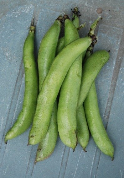 Broad Bean Express Eleonora