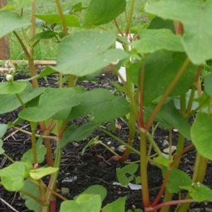 Buckwheat
