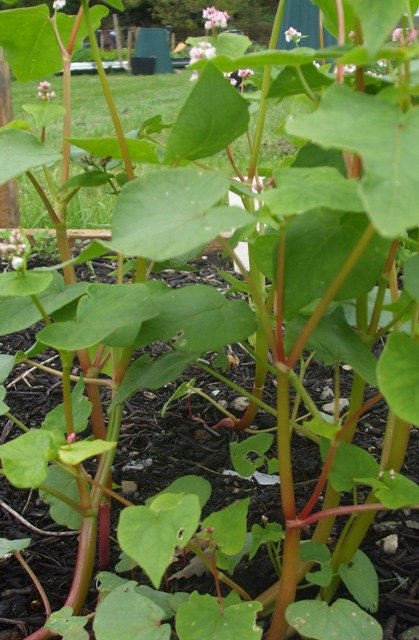 Buckwheat