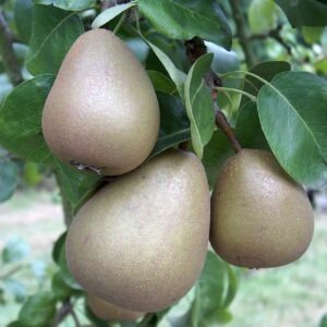Pear Beurre Hardy
