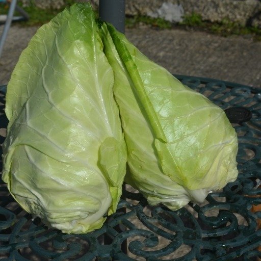 Cabbage Summer/Autumn Caraflex F1