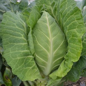 Cabbage Filderkraut