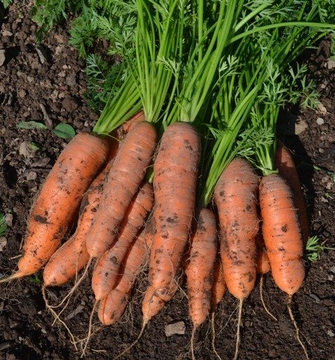 Carrot Miami
