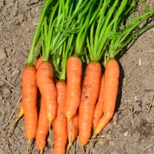 Carrot Nantes 2