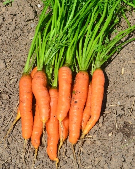 Carrot Nantes 2