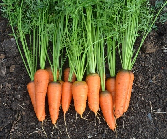 Carrot Oxhella