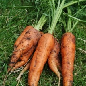 Carrot Resistafly F1