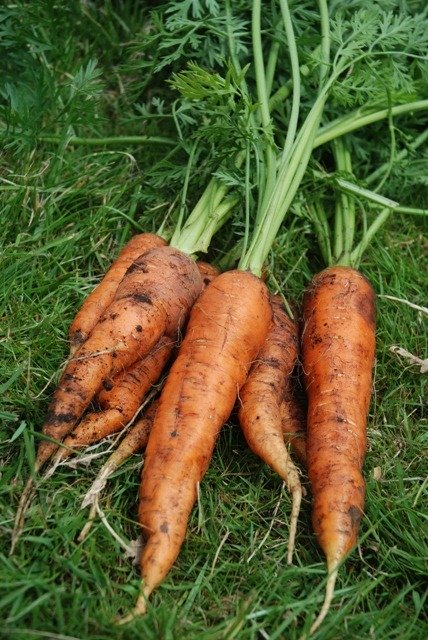 Carrot Resistafly F1