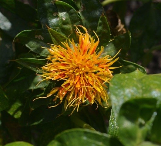 Carthamus Tinctorius