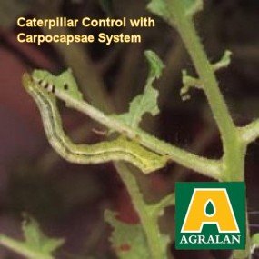 Caterpillar Control