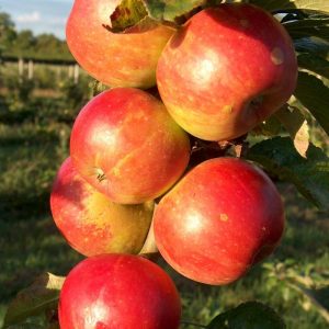 Apple Cevaal