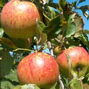 Apple Charles Ross