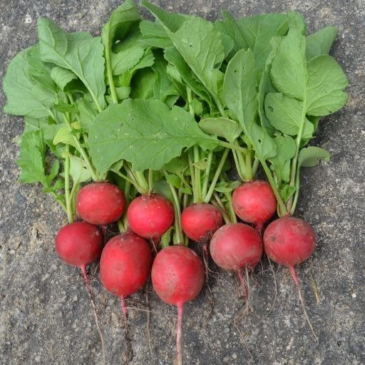 Organic Radish Cherry Bell