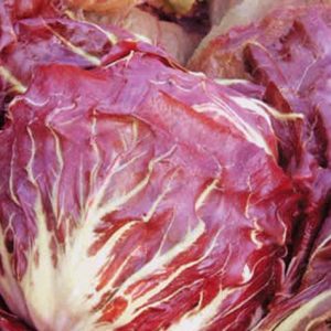 Chicory Palla Rossa