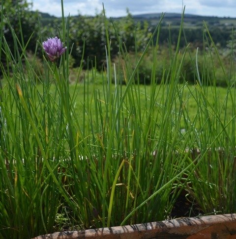 Herb Chives